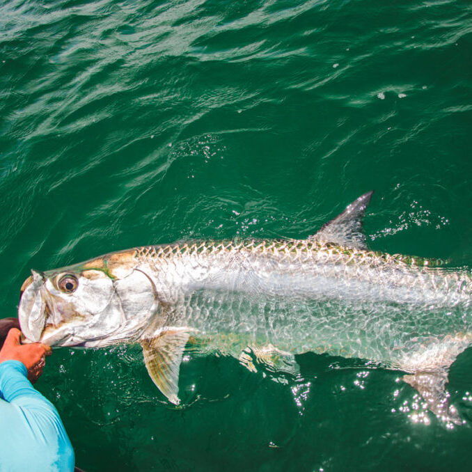 Fishing Guides Tarpon Holding Side of Boat Panama City Florida