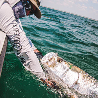 Grabbing Tarpon Face By Captain Panama City Florida