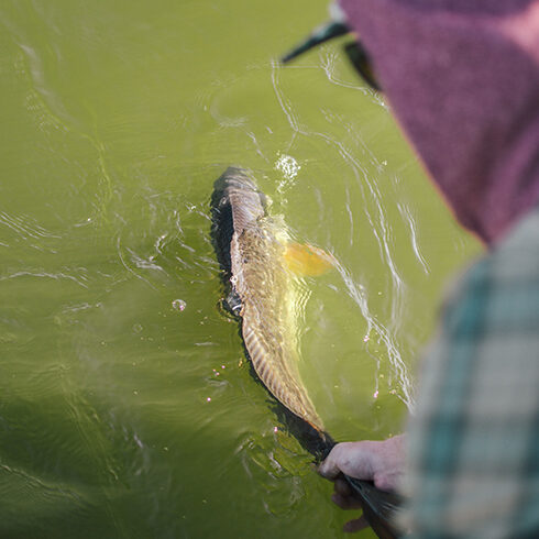 Releasing Red Fish